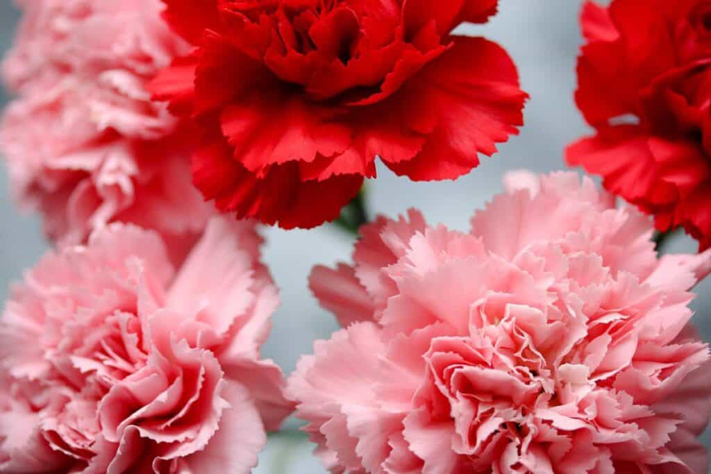 Pink and Red Carnations