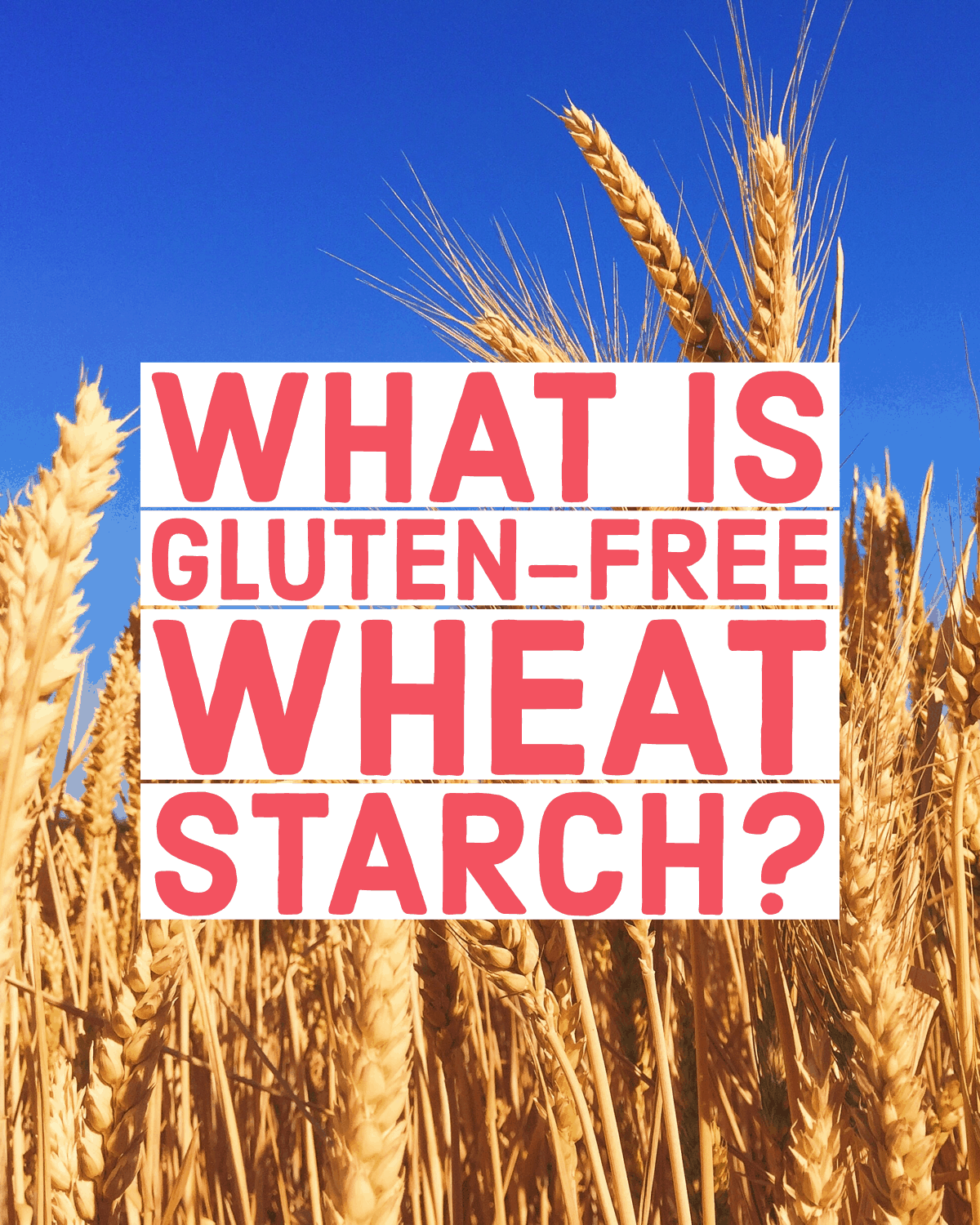 A field of wheat with vibrant blue sky, text overlay "what is gluten-free wheat starch?"