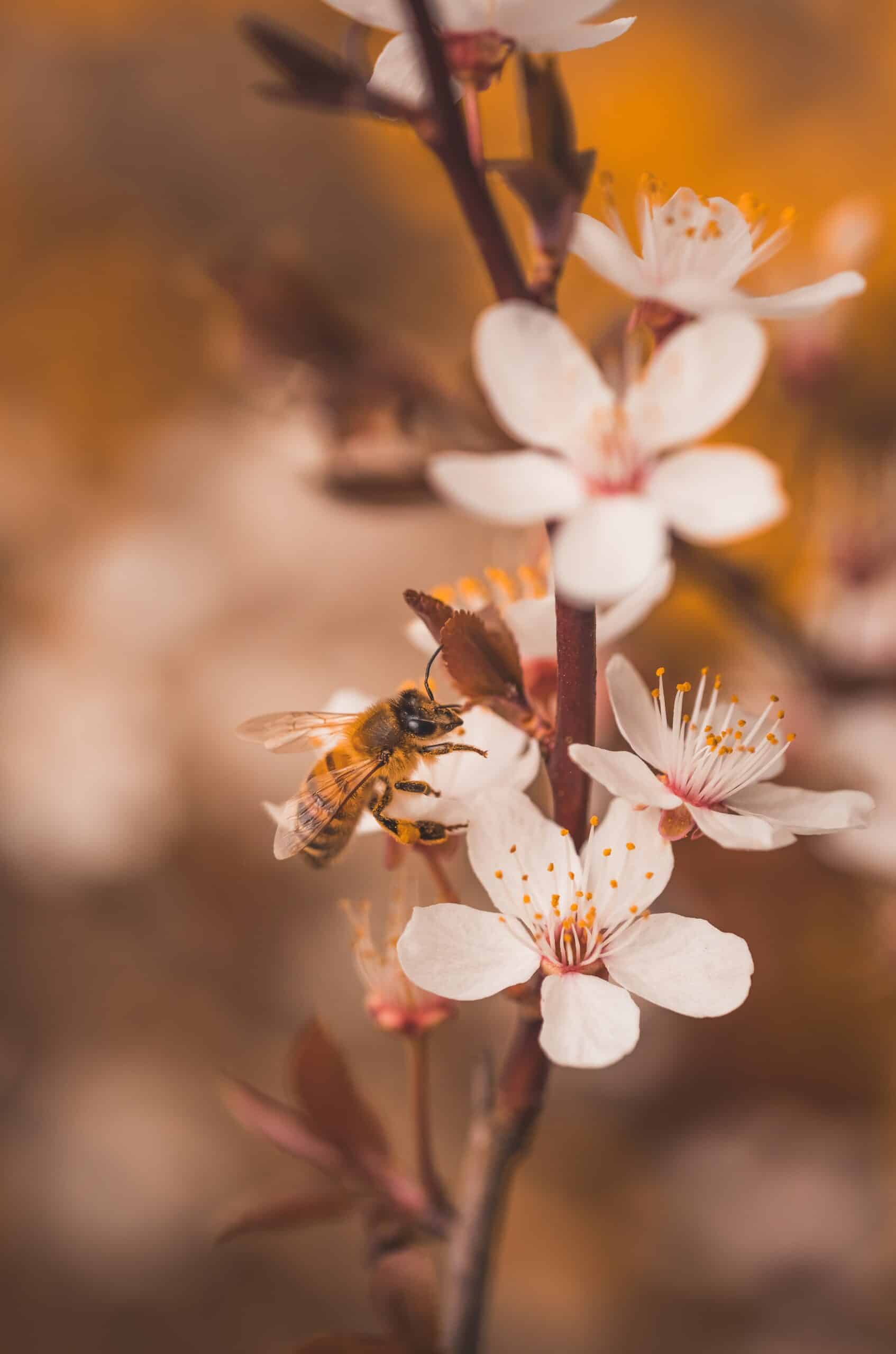 Honeybee on flower.